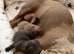 Miniature daschunds