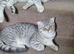 Silver spotted Scottish Fold
