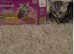 Silver Tabby British shorthair kittens GCCF registered