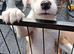 Well bred beautiful lurcher puppies