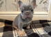 French Bulldog Puppies – Blue & Tan (10 weeks old)