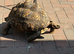 Three large leopard tortoises