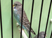Black face splits black wing