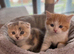 Scottish Fold Girl & Straight Boy