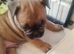 Frenchyx American bully