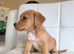Wonderful cocker spaniel x beagle