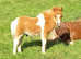 Eye-catching Registered Miniature Shetland Colt Foal