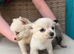 Micro teacup chilhuhaha and Pomeranian mix