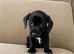 Miniature dachshund boys