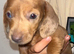 Pedigree miniature Dachshunds smooth