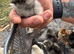 Unsexed Silkie Chicks.