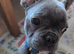 French bulldog puppy male