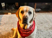 Buddy - Labrador