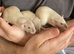 Super Tame Baby Dumbo Siamese Rats, Looking For Loving Homes.