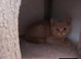 Bradford 4 british shorthair kittens ready