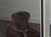 Presa Canario Male Available for Stud