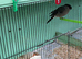 Siberian and native Bullfinch's