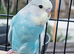 Baby budgies for sale 2 months old