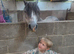 Welsh sec a grey dapple mare