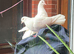 Breeding Pair English Fantails