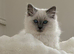 2 gorgeous female ragdolls available