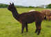 Female alpacas for sale