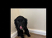 Cocker spaniels