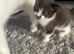 Beautiful boy kitten