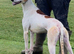 14 month old sulki bull grey