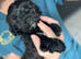 1 toy shihpoo boy