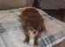Chihuahua STUD dog -long hair chocolate