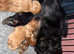 F1B Cavapoo