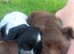 Sprocker Spaniel Puppies for Sale