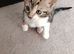 3 beautiful kittens for sale. 2 males 1 female left.