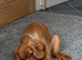 Male Cavalier for rehoming