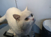 British shorthair champions bloodline