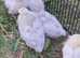 7 unsexed Lavender Aracana chicks
