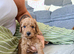 *5 star miniature labradoodle puppies!