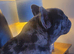 Frenchie for rehoming