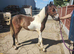 Dottie Yearling Filly