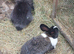 Male lionhead cross rabbits