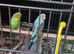 Baby male budgies and cage etc.