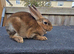 Mini rex babys