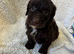 F1 cockapoo puppys