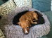 Puppy dauchunds
