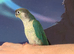 Hand reared tame turquoise yellow sided gcc