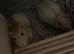 2 young female rats & large cage.