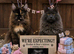 Maine coon kittens.