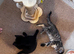 Two special kittens