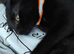 Black kitten